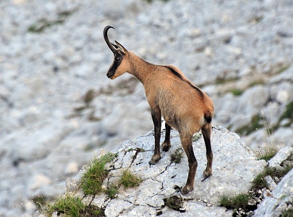 Camoscio d''Abruzzo Rupicapra pyrenaica ornata