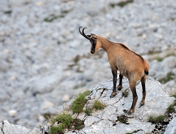 Camoscio d''Abruzzo Rupicapra pyrenaica ornata