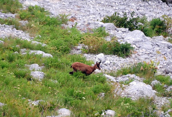 Camoscio d''Abruzzo Rupicapra pyrenaica ornata