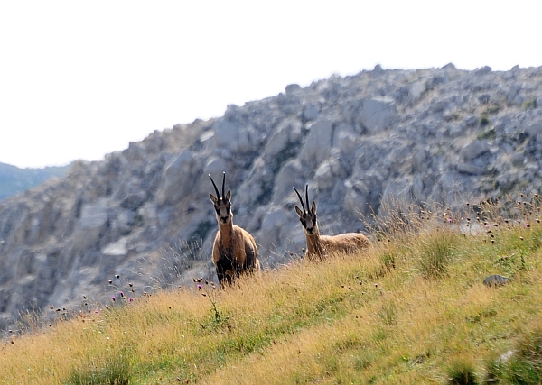 Camoscio d''Abruzzo Rupicapra pyrenaica ornata