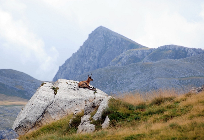 Camoscio d''Abruzzo Rupicapra pyrenaica ornata