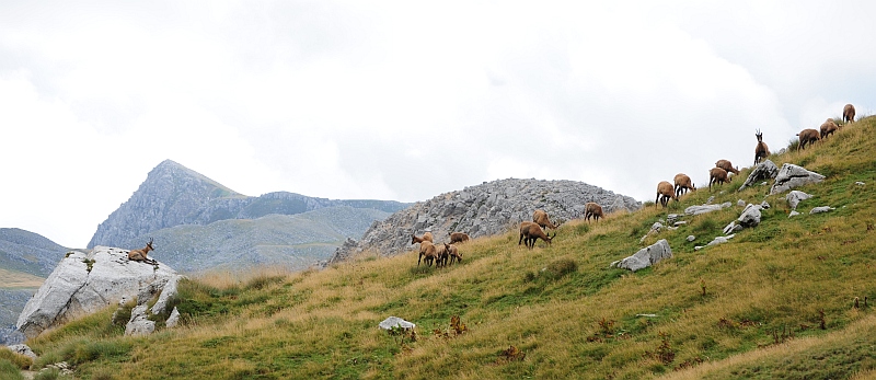 Camoscio d''Abruzzo Rupicapra pyrenaica ornata