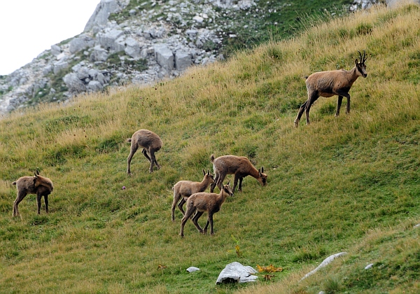 Camoscio d''Abruzzo Rupicapra pyrenaica ornata