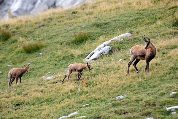 Camoscio d''Abruzzo Rupicapra pyrenaica ornata