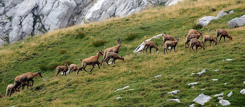 Camoscio d''Abruzzo Rupicapra pyrenaica ornata