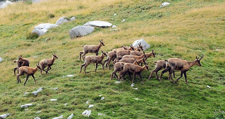 Camoscio d''Abruzzo Rupicapra pyrenaica ornata