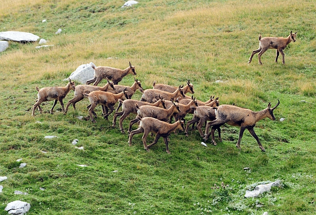 Camoscio d''Abruzzo Rupicapra pyrenaica ornata