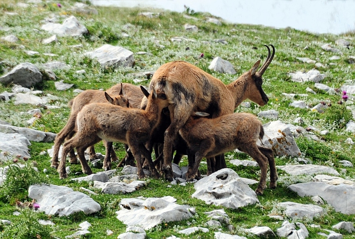 Camoscio d''Abruzzo Rupicapra pyrenaica ornata