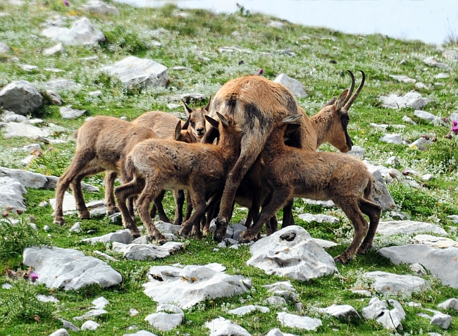 Camoscio d''Abruzzo Rupicapra pyrenaica ornata