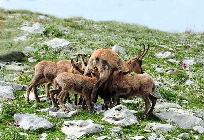 Camoscio d''Abruzzo Rupicapra pyrenaica ornata