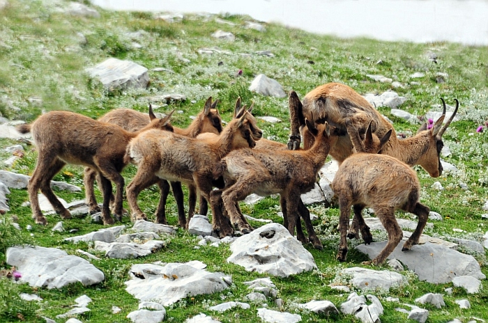 Camoscio d''Abruzzo Rupicapra pyrenaica ornata