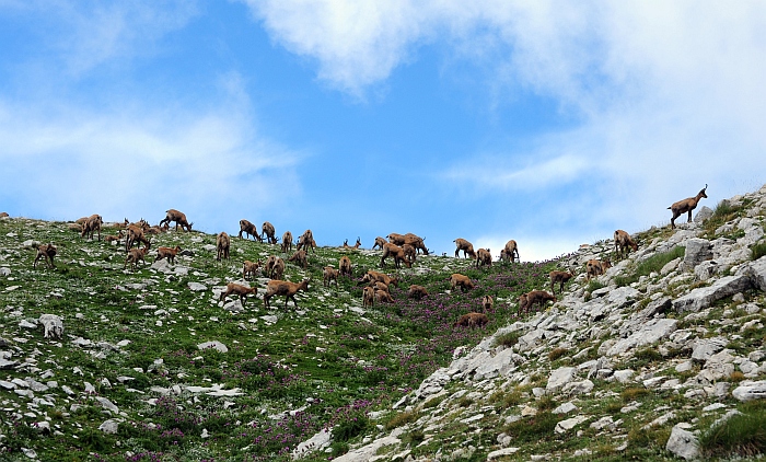 Camoscio d''Abruzzo Rupicapra pyrenaica ornata