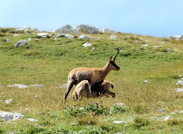 Camoscio d''Abruzzo Rupicapra pyrenaica ornata