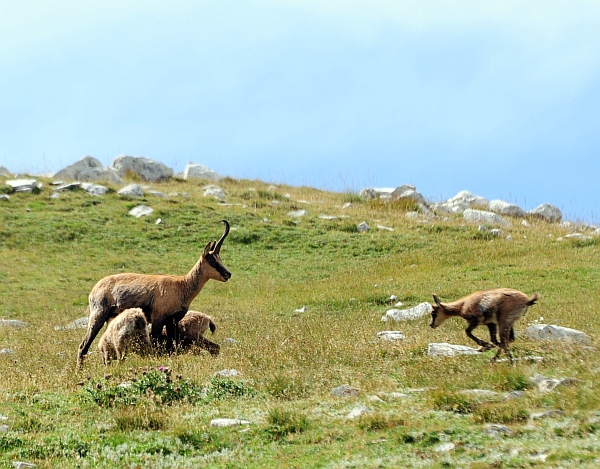 Camoscio d''Abruzzo Rupicapra pyrenaica ornata