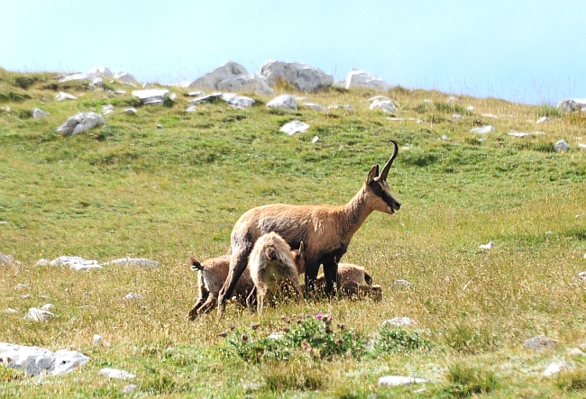 Camoscio d''Abruzzo Rupicapra pyrenaica ornata