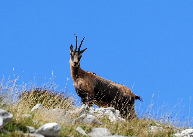 Camoscio d''Abruzzo Rupicapra pyrenaica ornata