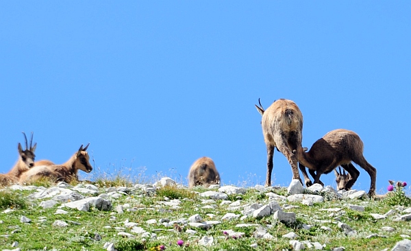 Camoscio d''Abruzzo Rupicapra pyrenaica ornata