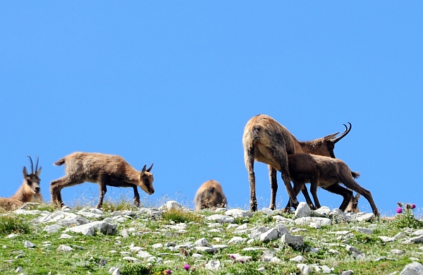 Camoscio d''Abruzzo Rupicapra pyrenaica ornata