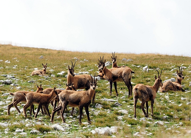 Camoscio d''Abruzzo Rupicapra pyrenaica ornata