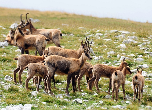 Camoscio d''Abruzzo Rupicapra pyrenaica ornata