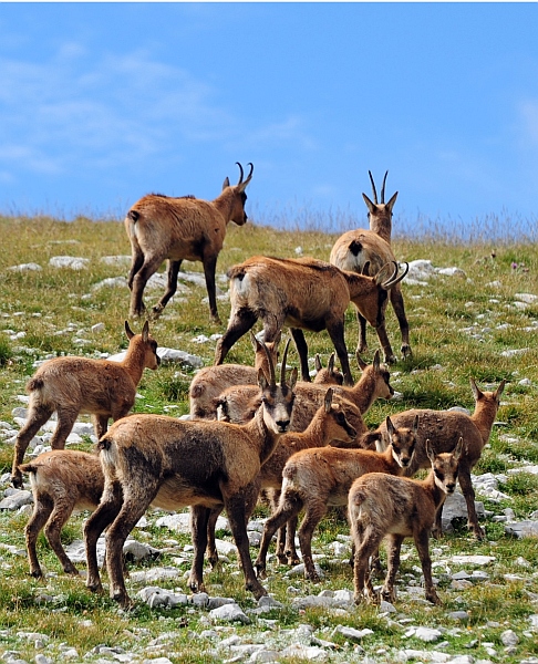 Camoscio d''Abruzzo Rupicapra pyrenaica ornata