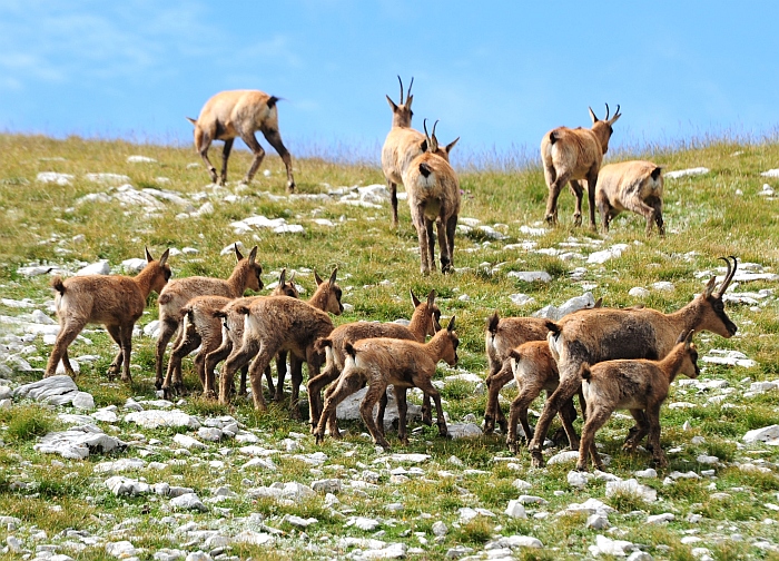 Camoscio d''Abruzzo Rupicapra pyrenaica ornata