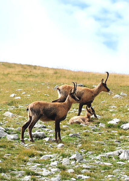 Camoscio d''Abruzzo Rupicapra pyrenaica ornata