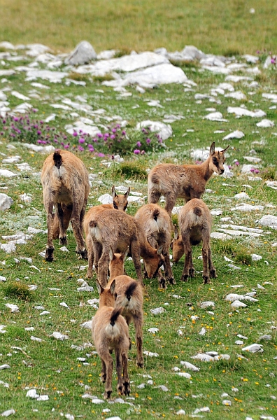 Camoscio d''Abruzzo Rupicapra pyrenaica ornata