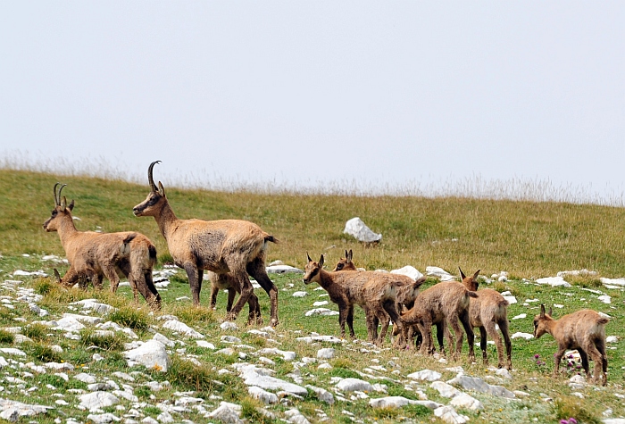 Camoscio d''Abruzzo Rupicapra pyrenaica ornata