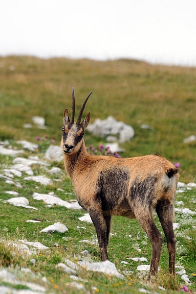 Camoscio d''Abruzzo Rupicapra pyrenaica ornata