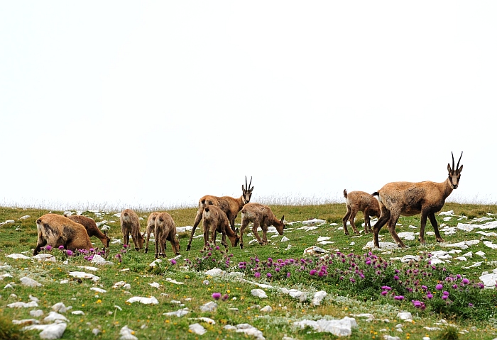 Camoscio d''Abruzzo Rupicapra pyrenaica ornata