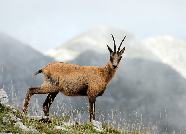 Camoscio d''Abruzzo Rupicapra pyrenaica ornata