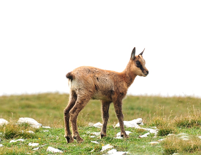 Camoscio d''Abruzzo Rupicapra pyrenaica ornata