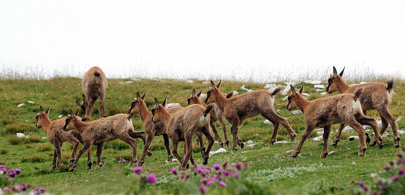 Camoscio d''Abruzzo Rupicapra pyrenaica ornata