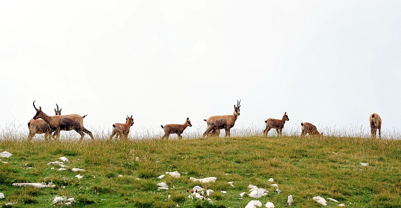 Camoscio d''Abruzzo Rupicapra pyrenaica ornata