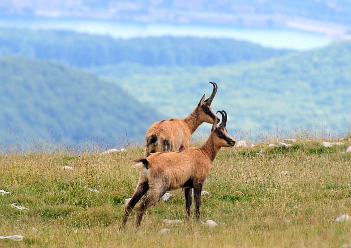 Camoscio d''Abruzzo Rupicapra pyrenaica ornata