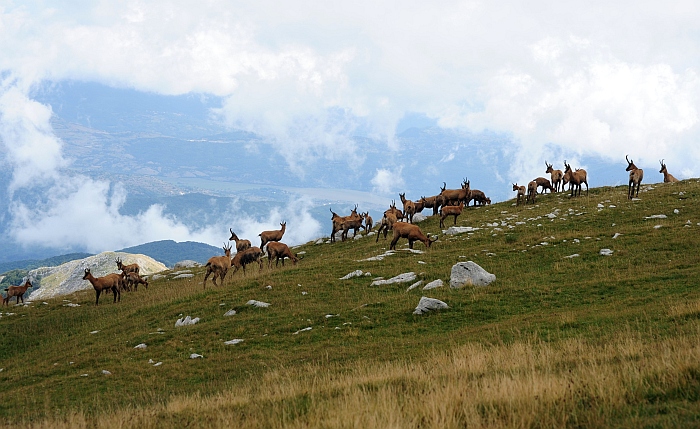 Camoscio d''Abruzzo Rupicapra pyrenaica ornata