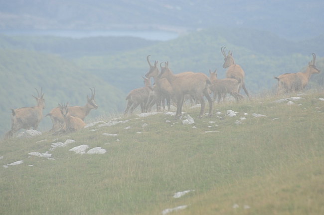 Camoscio d''Abruzzo Rupicapra pyrenaica ornata