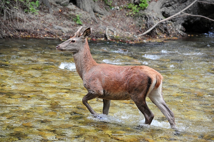 Come si chiamano le corna del cervo? - Parco Fluviale Novella