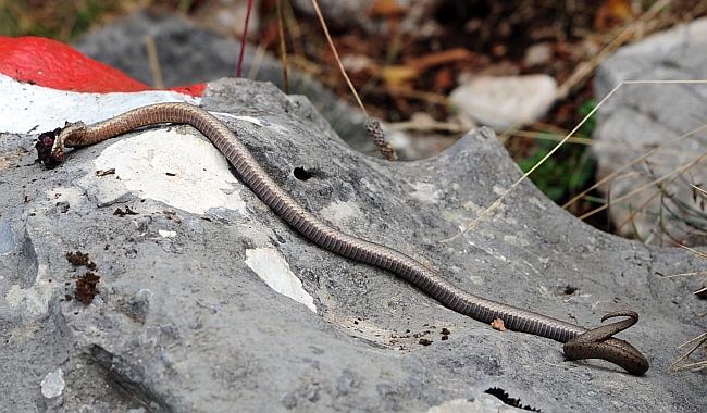 serpente ucciso