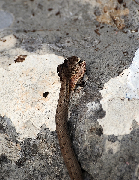 serpente ucciso