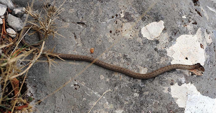 serpente ucciso