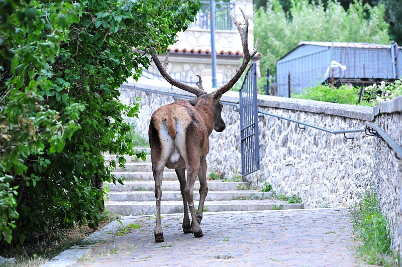 PASSIONE PER IL CERVO