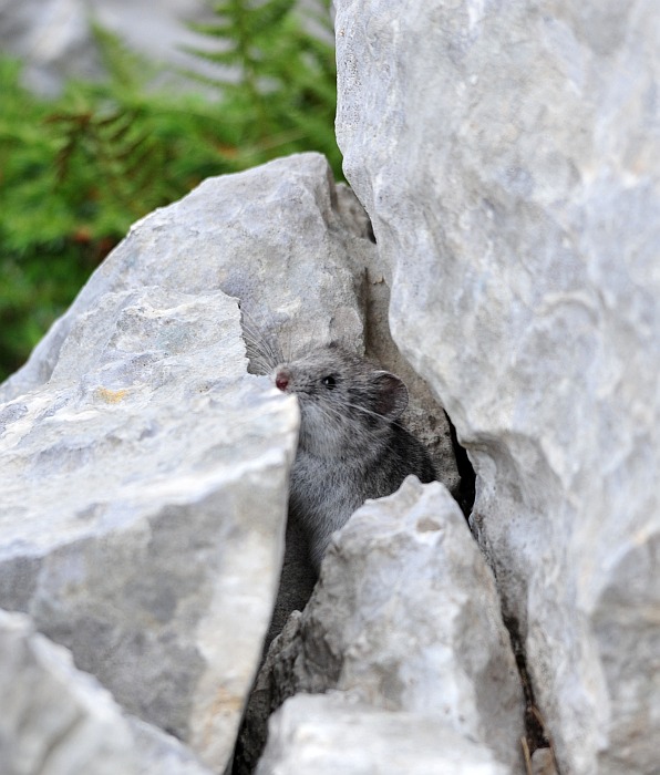 Arvicola delle nevi - Monti della Meta (versante laziale)