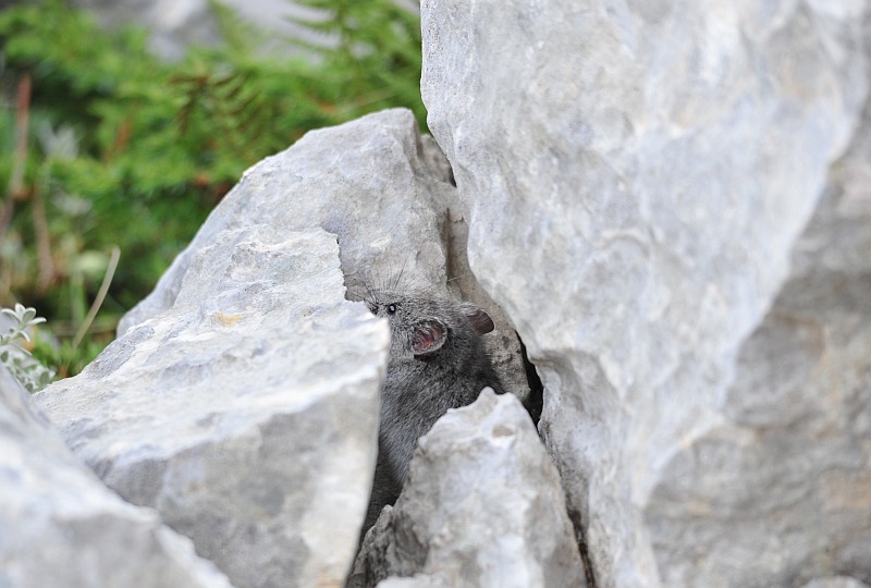 Arvicola delle nevi - Monti della Meta (versante laziale)