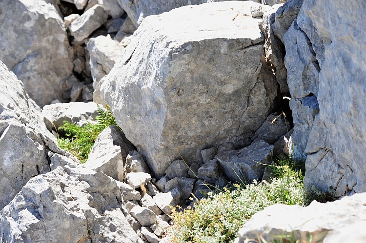 Arvicola delle nevi - Monti della Meta (versante laziale)