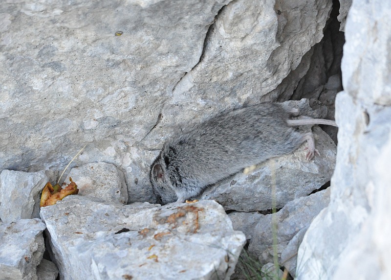 Arvicola delle nevi - Monti della Meta (versante laziale)