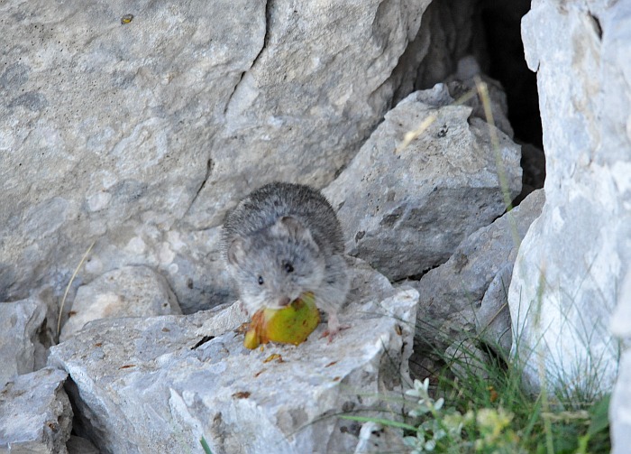 Arvicola delle nevi - Monti della Meta (versante laziale)