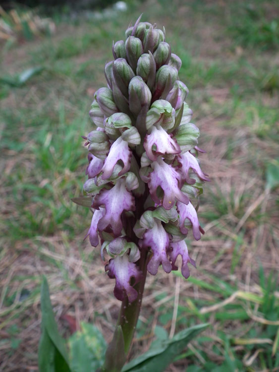 Himantoglossum robertianum (Loisel.) Belforge