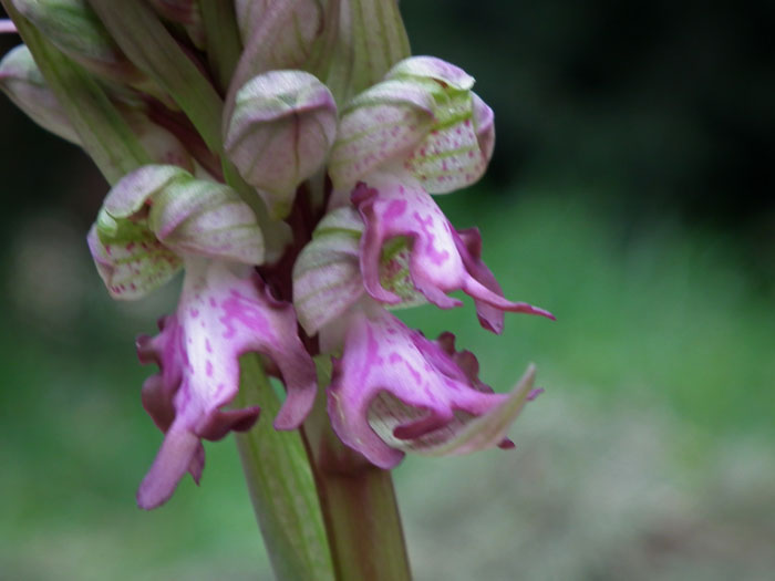 Himantoglossum robertianum (Loisel.) Belforge